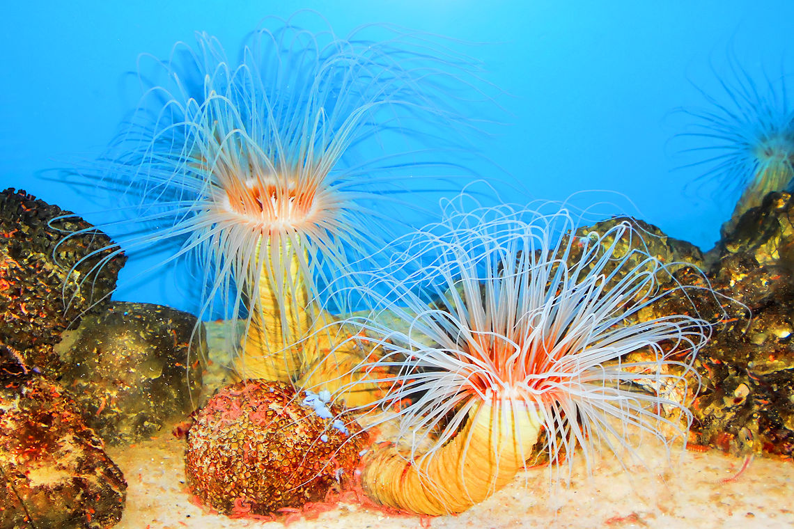 Phylum Cnidaria Traits and Classification A Learning Family