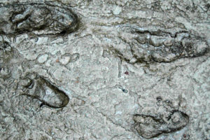 bipedal Australopithecus footprints