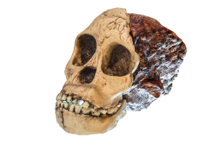 Australopithecus species