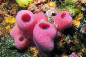 water moves through sponges