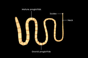 Cestoda class tapeworm
