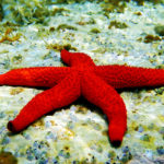 Echinodermata