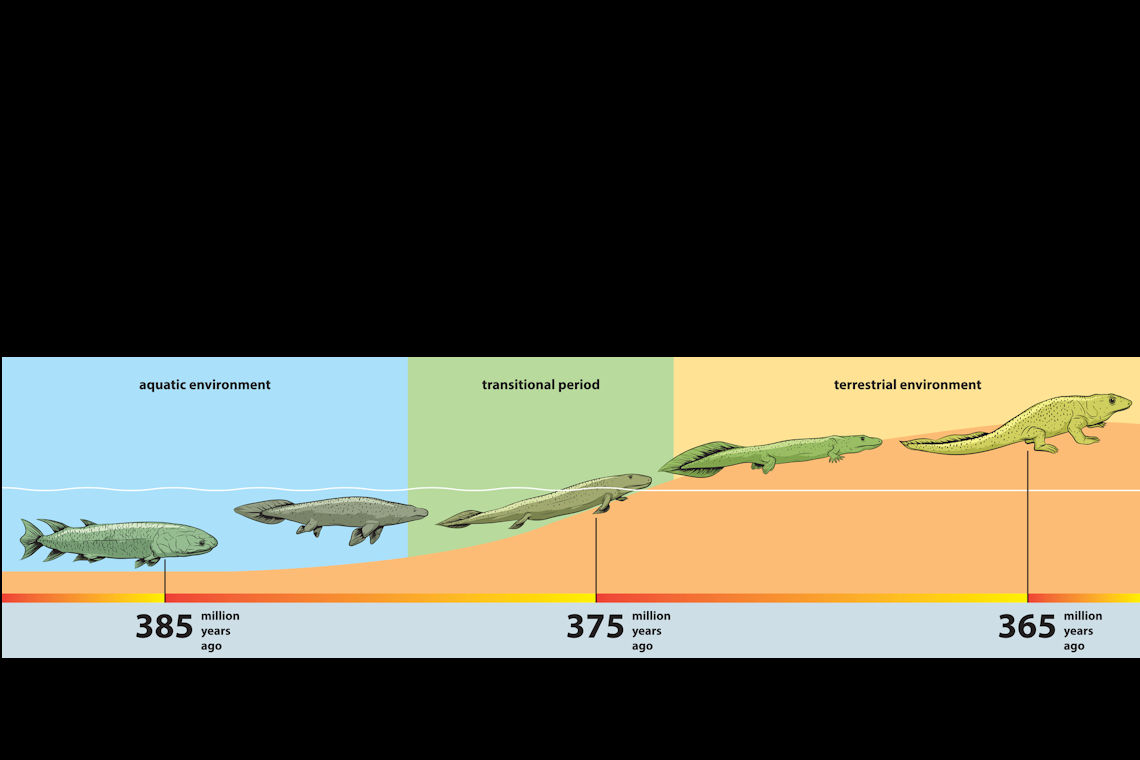 Prehistoric Fish: Evolution and Timeline - A Learning Family