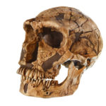 Neanderthals or Homo neanderthalensis