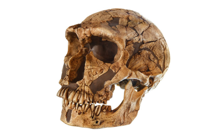 Neanderthals or Homo neanderthalensis