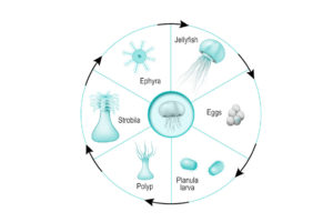 Jellyfish life cycle