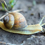 Mollusca phylum