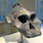 Paranthropus species