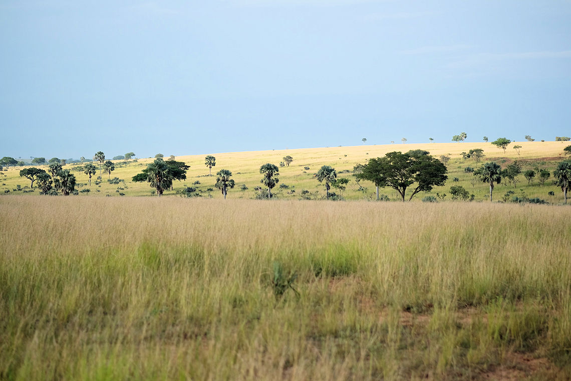 tropical-climates-rainforest-and-savanna-a-learning-family