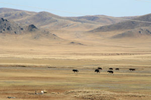 Steppe dry climate