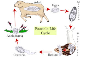 Parasite life cycle