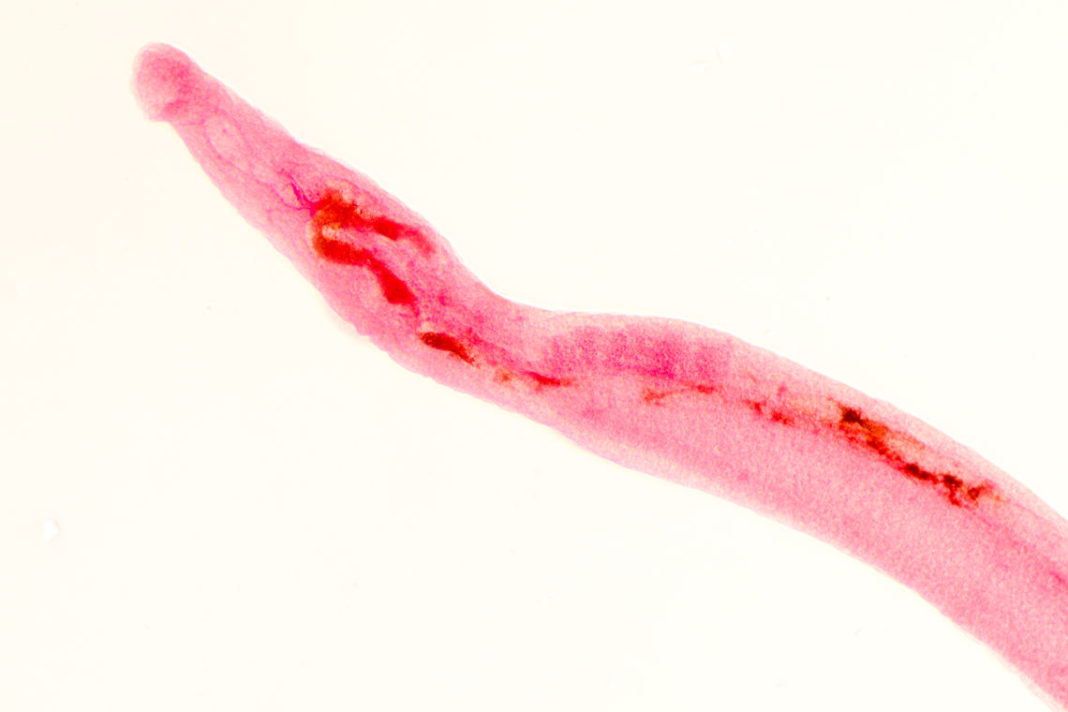 Phylum Platyhelminthes Traits and Classification - A Learning Family